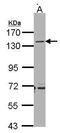 CD22 Molecule antibody, GTX103601, GeneTex, Western Blot image 