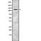 Spermatogenic Leucine Zipper 1 antibody, PA5-68005, Invitrogen Antibodies, Western Blot image 