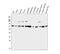 Succinate Dehydrogenase Complex Flavoprotein Subunit A antibody, A01753, Boster Biological Technology, Western Blot image 