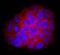 Dopa Decarboxylase antibody, AF3564, R&D Systems, Immunofluorescence image 