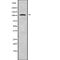 Salt Inducible Kinase 2 antibody, abx218585, Abbexa, Western Blot image 