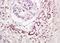 Inhibitor Of DNA Binding 3, HLH Protein antibody, orb101880, Biorbyt, Immunohistochemistry paraffin image 