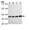Pyrophosphatase (Inorganic) 1 antibody, LS-C186186, Lifespan Biosciences, Western Blot image 