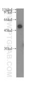 Cbl Proto-Oncogene C antibody, 13104-1-AP, Proteintech Group, Western Blot image 