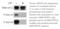 Caveolin 2 antibody, ADI-KAP-ST015-D, Enzo Life Sciences, Western Blot image 