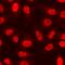 Serpin Family F Member 1 antibody, orb412382, Biorbyt, Immunocytochemistry image 