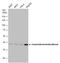 Glutamic-Oxaloacetic Transaminase 1 antibody, MA5-27751, Invitrogen Antibodies, Western Blot image 