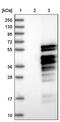 Myeloid cell nuclear differentiation antigen antibody, PA5-56965, Invitrogen Antibodies, Western Blot image 