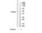 Proteasome 26S Subunit, Non-ATPase 6 antibody, TA314977, Origene, Western Blot image 