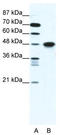 Alpha-enolase antibody, TA335191, Origene, Western Blot image 