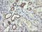 Tripartite Motif Containing 38 antibody, LS-C174614, Lifespan Biosciences, Immunohistochemistry paraffin image 