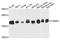 Vesicle Associated Membrane Protein 4 antibody, A05647-1, Boster Biological Technology, Western Blot image 