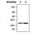 Serum paraoxonase/lactonase 3 antibody, MA5-17219, Invitrogen Antibodies, Western Blot image 