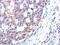Spermidine Synthase antibody, PA5-31341, Invitrogen Antibodies, Immunohistochemistry frozen image 