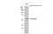 DNA Damage Inducible Transcript 3 antibody, GTX109226, GeneTex, Western Blot image 