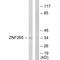 Zinc Finger RANBP2-Type Containing 2 antibody, A07103, Boster Biological Technology, Western Blot image 