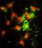 Signal Recognition Particle 72 antibody, LS-C161504, Lifespan Biosciences, Immunofluorescence image 