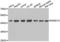 Proteasome 26S Subunit, Non-ATPase 13 antibody, LS-C346154, Lifespan Biosciences, Western Blot image 