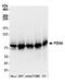Protein Disulfide Isomerase Family A Member 4 antibody, A305-266A, Bethyl Labs, Western Blot image 