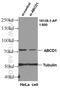 ABCD1 antibody, 18138-1-AP, Proteintech Group, Western Blot image 