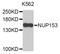 Nucleoporin 153 antibody, STJ111500, St John