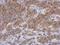 Syntaxin Binding Protein 1 antibody, NBP2-20525, Novus Biologicals, Immunohistochemistry frozen image 