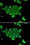 Phosphohistidine Phosphatase 1 antibody, orb49020, Biorbyt, Immunofluorescence image 
