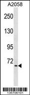 TNFAIP3 Interacting Protein 1 antibody, 58-856, ProSci, Western Blot image 