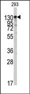 Isoleucyl-tRNA synthetase, mitochondrial antibody, AP14675PU-N, Origene, Western Blot image 