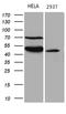 Tektin 2 antibody, LS-C800011, Lifespan Biosciences, Western Blot image 