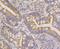 NADH:Ubiquinone Oxidoreductase Subunit S4 antibody, NBP2-76851, Novus Biologicals, Immunohistochemistry paraffin image 