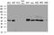 Syntaxin 18 antibody, M11895, Boster Biological Technology, Western Blot image 