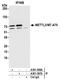 N6-adenosine-methyltransferase 70 kDa subunit antibody, A301-567A, Bethyl Labs, Immunoprecipitation image 