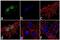 Forkhead Box G1 antibody, 702554, Invitrogen Antibodies, Immunocytochemistry image 