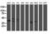 Mitogen-Activated Protein Kinase Kinase 3 antibody, LS-C787752, Lifespan Biosciences, Western Blot image 