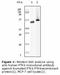 Protein Tyrosine Kinase 6 antibody, LS-C47211, Lifespan Biosciences, Western Blot image 