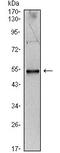 Interleukin 34 antibody, ab101443, Abcam, Western Blot image 