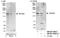 Zinc Finger And BTB Domain Containing 21 antibody, NB100-74656, Novus Biologicals, Western Blot image 