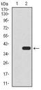 Undifferentiated Embryonic Cell Transcription Factor 1 antibody, MA5-17197, Invitrogen Antibodies, Western Blot image 
