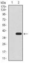 Undifferentiated Embryonic Cell Transcription Factor 1 antibody, MA5-17197, Invitrogen Antibodies, Western Blot image 