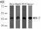 Mitogen-Activated Protein Kinase Kinase 2 antibody, 79-259, ProSci, Western Blot image 