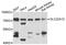 Solute Carrier Family 22 Member 12 antibody, STJ25563, St John