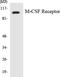 Colony Stimulating Factor 1 Receptor antibody, LS-C292183, Lifespan Biosciences, Western Blot image 