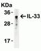 Interleukin 33 antibody, NBP1-76394, Novus Biologicals, Western Blot image 