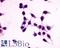 G Protein-Coupled Receptor 27 antibody, LS-A3709, Lifespan Biosciences, Immunocytochemistry image 