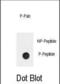 Adrenoceptor Beta 2 antibody, abx032027, Abbexa, Dot Blot image 