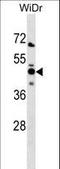 N-myc-interactor antibody, LS-C158403, Lifespan Biosciences, Western Blot image 