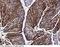 N-Myc Downstream Regulated 1 antibody, 14119-T60, Sino Biological, Immunohistochemistry paraffin image 