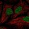 JRK Like antibody, NBP2-68760, Novus Biologicals, Immunocytochemistry image 