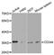 CD244 Molecule antibody, abx001622, Abbexa, Western Blot image 